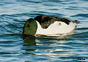 Mergus merganser